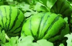 肥料養(yǎng)分檢測(cè)儀讓劣質(zhì)化肥無(wú)處遁形！