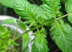 使用測土配方施肥儀這兩個(gè)好處你知道嗎？