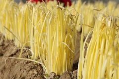 山東云唐土壤重金屬測定儀，值得買嗎？