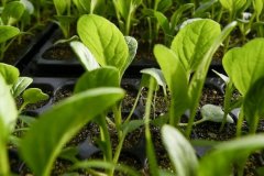 云唐肥料成分測試儀可以放心購買嗎？